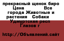 прекрасный щенок биро › Цена ­ 20 000 - Все города Животные и растения » Собаки   . Удмуртская респ.,Глазов г.